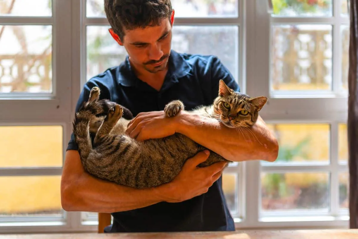 Katzen und ihr faszinierendes Gedächtnis